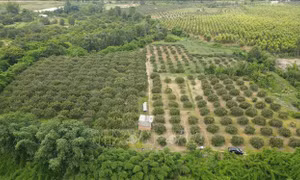 Bà Rịa - Vũng Tàu phát triển cây nhãn đặc sản 