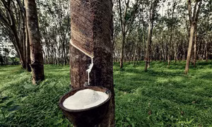 Thanh khoản mỏng, giá cao su đi ngang trong kỳ nghỉ Giáng sinh