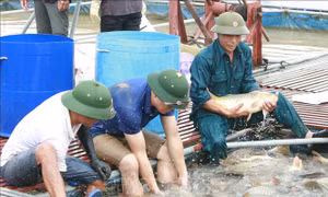 Nông dân Kinh Bắc năng động tìm hướng phát triển kinh tế