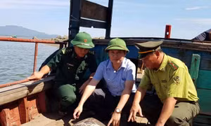 Rùa biển quý hiếm gần 40 kg được thả về biển