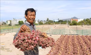 Người dân trồng hành tím ở Ninh Thuận trúng mùa, bán được giá cao