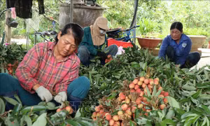 Kịch bản tiêu thụ cho mùa vải 2025