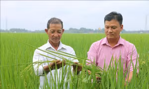 Tăng lợi nhuận khi sản xuất lúa theo hướng hữu cơ