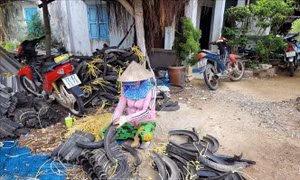 Nuôi hàu bằng giá thể lốp xe tiềm ẩn nguy cơ ô nhiễm môi trường nuôi