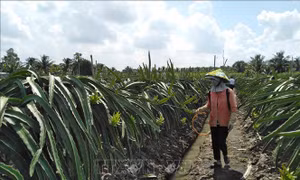 Tiền Giang: Trồng thanh long sạch, hiệu quả cao