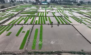 Rút ngắn thời gian lấy nước vụ Đông Xuân, tiết kiệm khoảng 600 triệu m³ nước