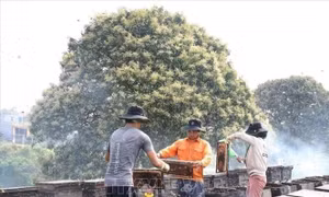 Hưng Yên: Nhộn nhịp mùa thu hoạch mật ong hoa nhãn