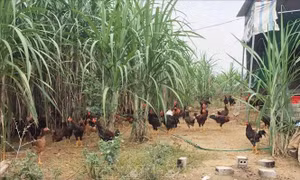 Bắc Ninh khống chế, không để lây lan dịch cúm gia cầm