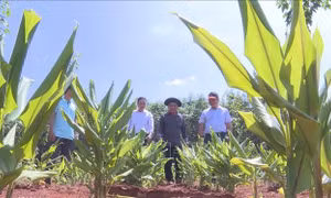 Cải thiện thu nhập nhờ 'lấy ngắn nuôi dài'