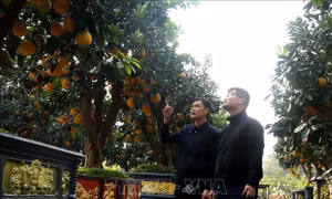 Cây tạo thế độc lạ chơi Tết hút khách