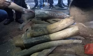  'Rút ruột' ngà voi, sừng tê giác từ kho tang vật đem bán kiếm lời