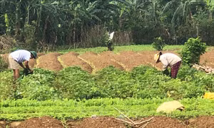 Quảng Trị chủ động sản xuất vụ Tết nhờ thời tiết nắng ráo