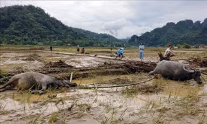 Mưa lớn gây nhiều thiệt hại tại huyện vùng cao Lâm Bình, Tuyên Quang