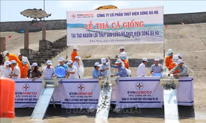 Tái tạo nguồn lợi thủy sản trên lòng hồ thủy điện sông Ba Hạ