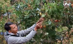 Năng suất điều tại Gia Lai giảm do ảnh hưởng thời tiết