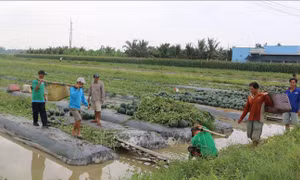 Nông dân được mùa, được giá dưa hấu Tết 