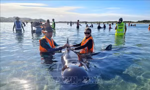 Hàng chục cá voi bị mắc kẹt trên bờ biển New Zealand 