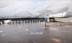 Chủ động thích ứng để giữ vững vụ nuôi thủy sản trước nắng nóng