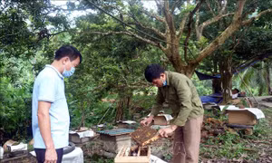 Làm giàu từ vườn mẫu nông thôn mới ở Tân Tiến