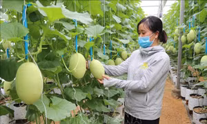 Điểm sáng nông thôn mới vùng đồng bào dân tộc thiểu số ở Ninh Thuận