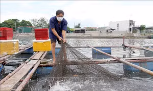 Cá lồng đặc sản tại Nghệ An khó tiêu thụ do dịch COVID-19