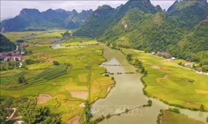 Mùa lúa chín tuyệt đẹp ở Trùng Khánh, Cao Bằng