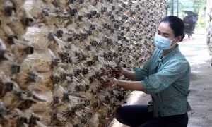 Khẳng định thương hiệu từ nông sản sạch