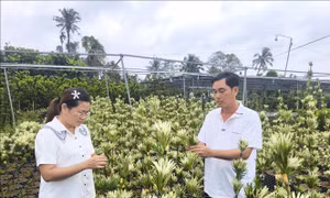 Nhiều thanh niên 'bỏ phố về quê' khởi nghiệp thành công