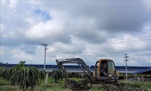 Rớt giá, nông dân phá bỏ vườn thanh long
