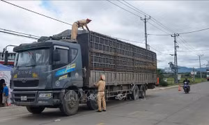 Gia Lai: Quyết liệt 'dẹp' nạn xe chở nông sản quá khổ, quá tải