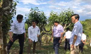 Chế phẩm sinh học diệt mối cho cây chè cổ thụ Shan tuyết Suối Giàng