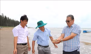 Vĩnh Long khảo sát gỡ khó cho nghề nuôi nghêu