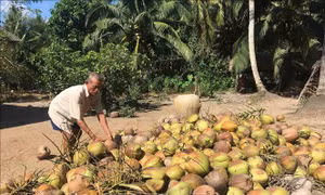 Giá dừa khô ở Trà Vinh tiếp tục giảm mạnh