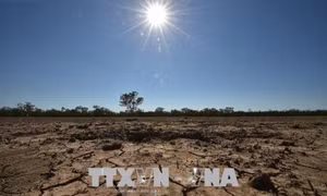 Nông dân Australia chống chọi với hạn hán nghiêm trọng
