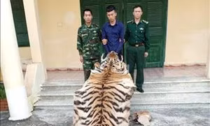 Quảng Ninh bắt giữ vụ vận chuyển trái phép da và xương hổ
