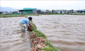 Nông dân Ninh Thuận trồng hành tím bị thiệt hại nặng do mưa lũ 