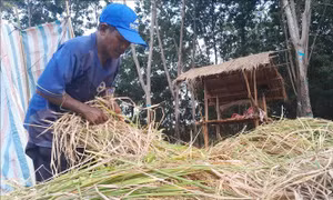 Mô hình xen canh giúp nông dân tăng thu nhập
