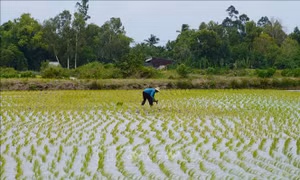 Nông dân thu lợi hàng trăm triệu đồng từ mô hình lúa-tôm hữu cơ xen canh