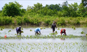 Mô hình lúa - tôm đạt hiệu quả cao, nông dân thu lợi lớn