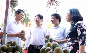 Quảng bá sản phẩm xoài và nông sản an toàn Yên Châu (Sơn La) 