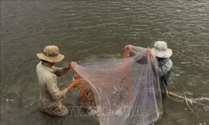 Phát triển ngành tôm nước lợ Việt Nam - Bài 1: Những thách thức lớn