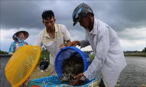 Phát triển ngành tôm nước lợ Việt Nam - Bài cuối: Nắm bắt thời cơ trong niên vụ 2020