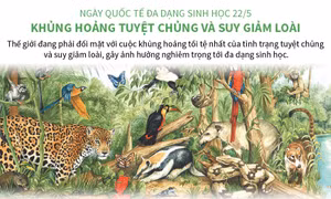 Ngày Quốc tế Đa dạng sinh học 22/5: Khủng hoảng tuyệt chủng và suy giảm loài