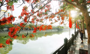 Hải Phòng - Tháng 5 rợp trời hoa phượng đỏ