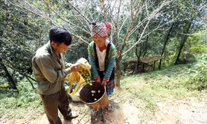 Cây thoát nghèo của đồng bào Mông ở Điện Biên