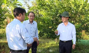 Chanh không hạt xuất khẩu đạt lợi nhuận cao