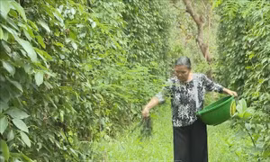 Bình Phước: Phát huy lợi thế phát triển cây công nghiệp chủ lực