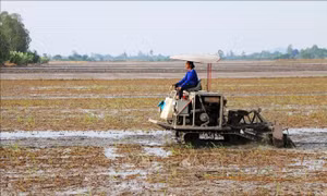 An Giang dành hơn 38 tỷ đồng hỗ trợ nông dân sản xuất lúa chất lượng cao