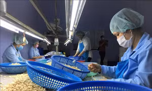 Ngành điều đặt mục tiêu 'Giữ ổn định về lượng, tăng chất và giá'