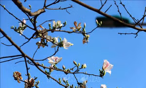 Chiêm ngưỡng hoa ban nở trắng trời Sơn La